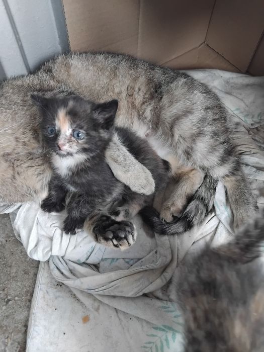 Котята в добрые руки