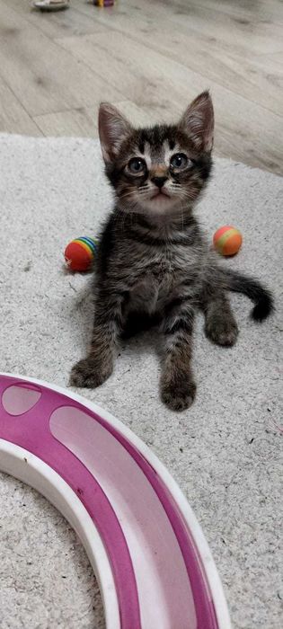 Отдам Котенка в добрые руки