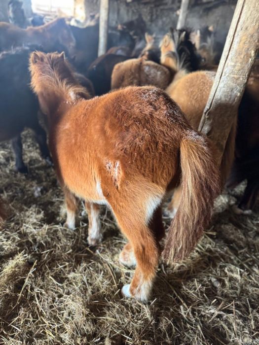 Продаю срочно еркек тай