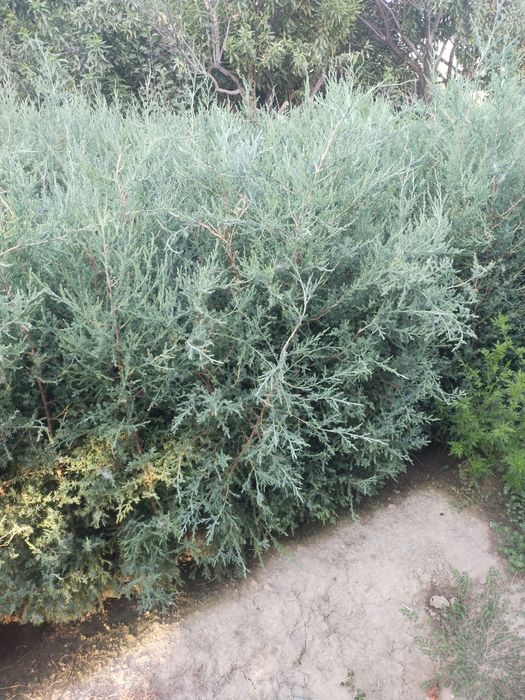 Арча сенса ва кочатлари бор