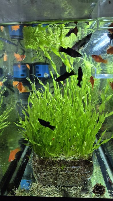 Рыбки меченосцы, моллинейзии