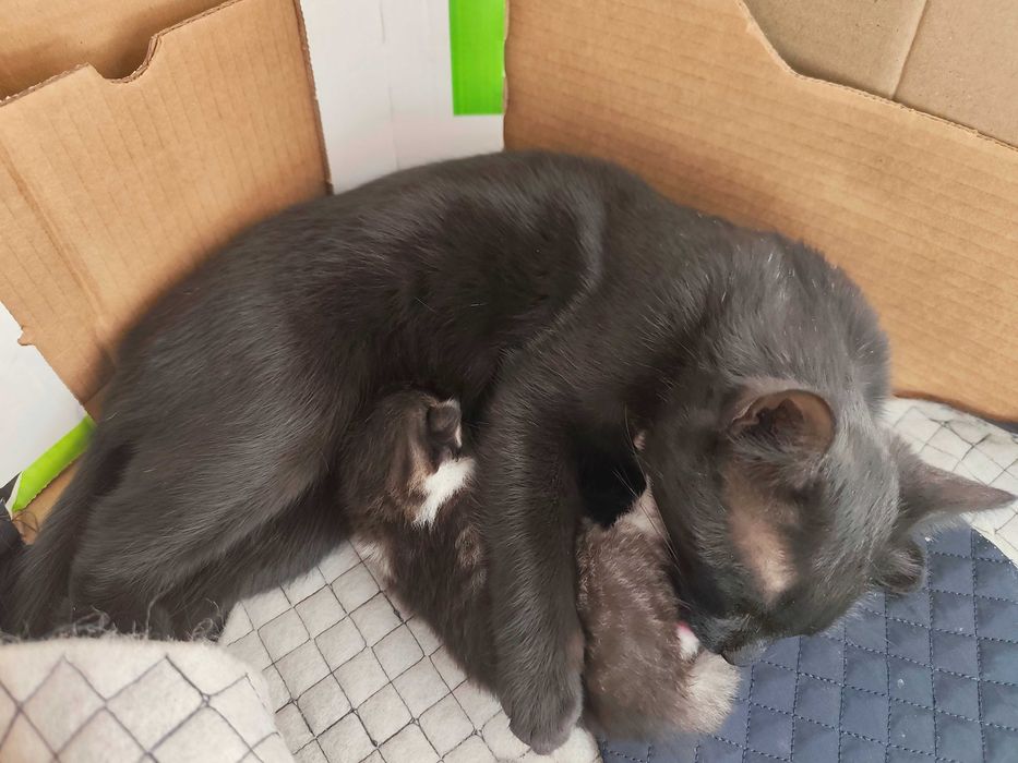 Ищу дом для счастья !