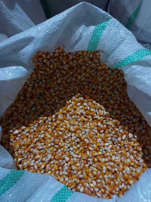 porumb boabe  sticlos pioneer .