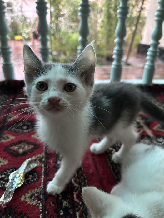 Котята в хорошие руки