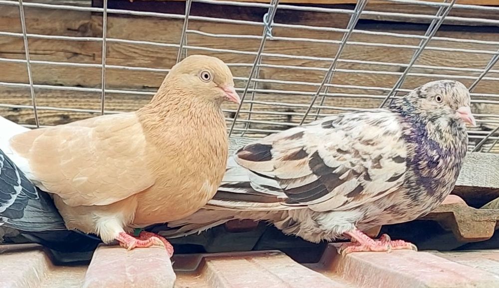 Vand porumbei  jucători rolleri birmingham