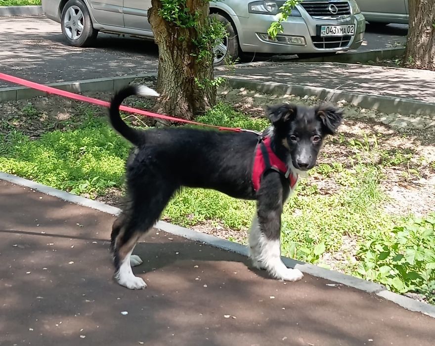 Щенок ищет дом, отдаётся щенок в добрые руки