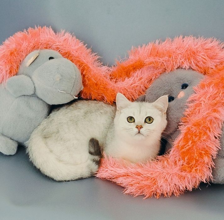 Котенок Шиншилла ns11