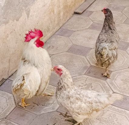 Tovuqlar va Horoz sotaman