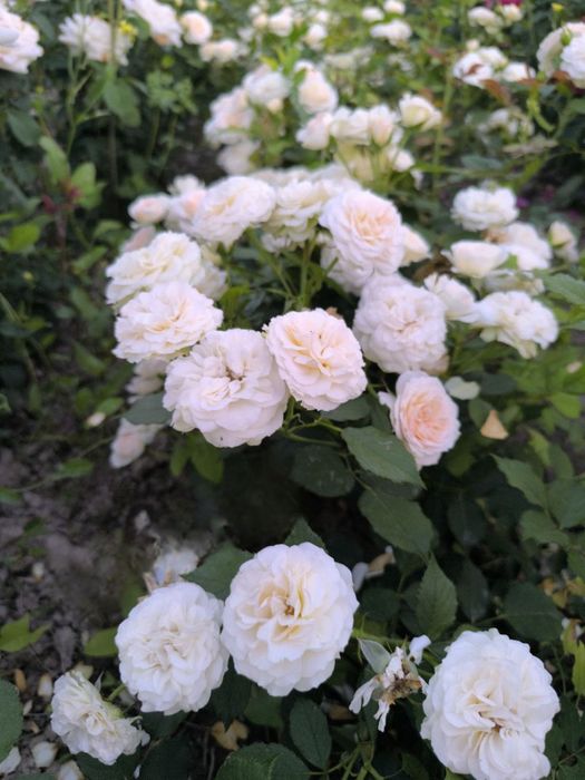 Atirgullar sotiladi    роза типлицага екишга козлархам бор