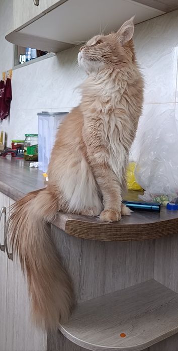 Продается кошка Мейн - кун