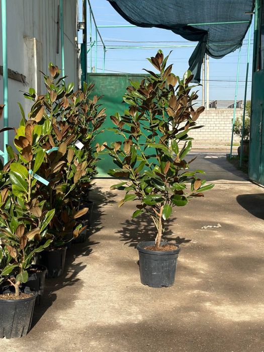 Magnoliya grandiflora Little Gem Italiyaniki