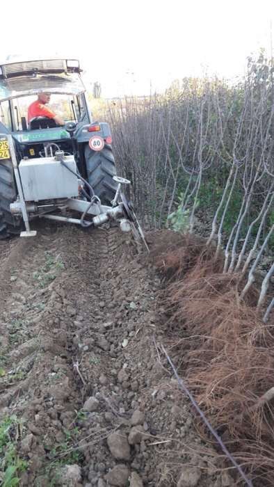 Pomi fructiferi Pepiniera Rad Dumitru