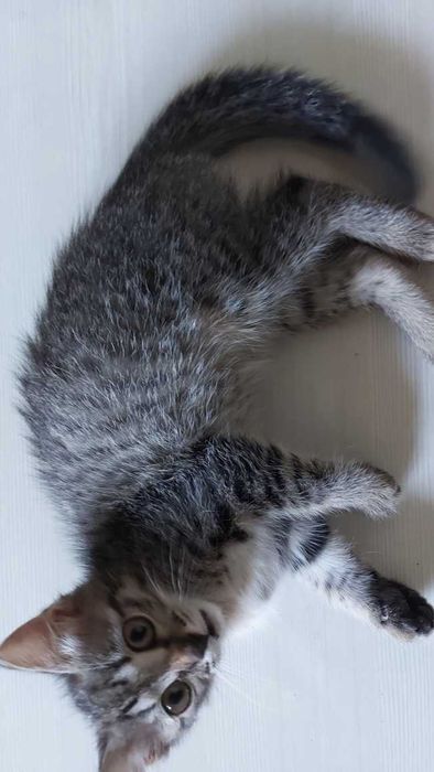 Котёнок девочка 2,5 месяца