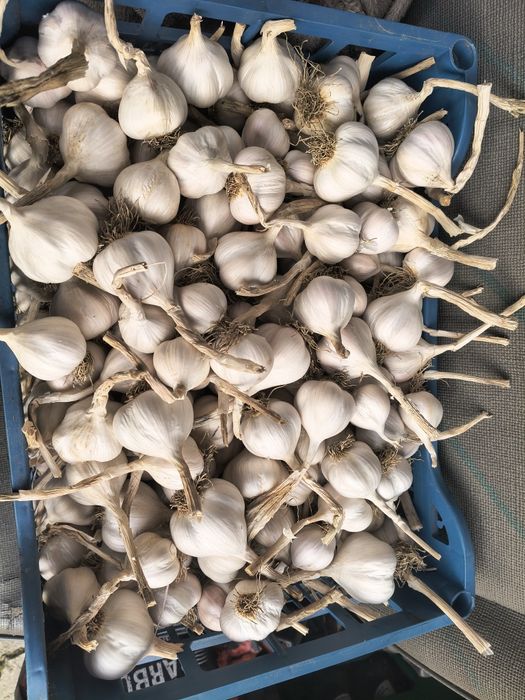 Usturoi de sămânță și consum