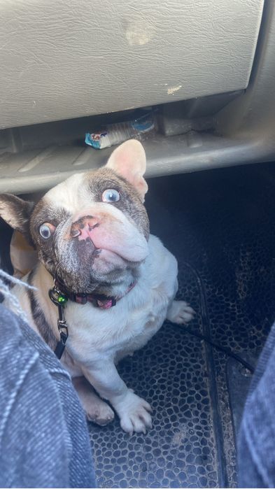 Vand buldog francez ,in varsta de 3ani fetita .