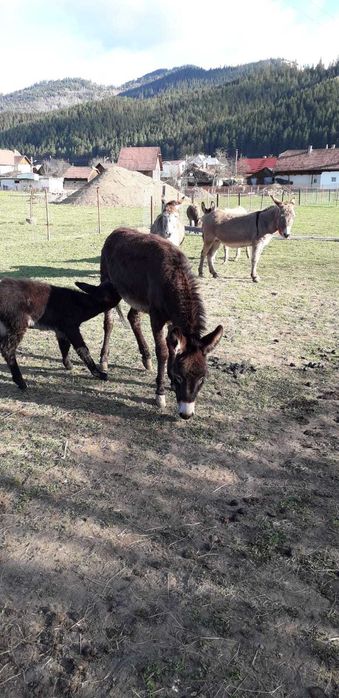 Lapte magarita 100 lei litrul