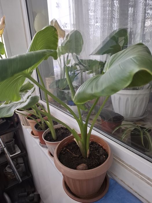 Продам цветок каллу .