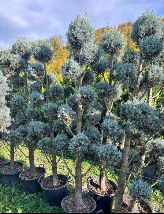 Plante ornamentale ,gazon ,tuia,mesteacan