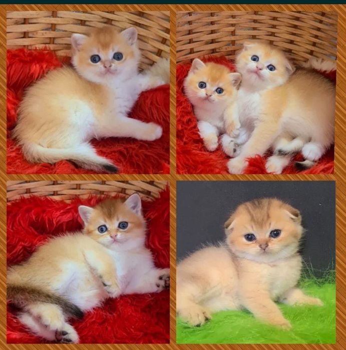 Котята скотиш фолд страйтт