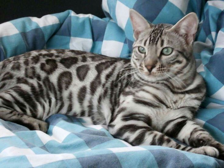 Продам бенгальских кошек