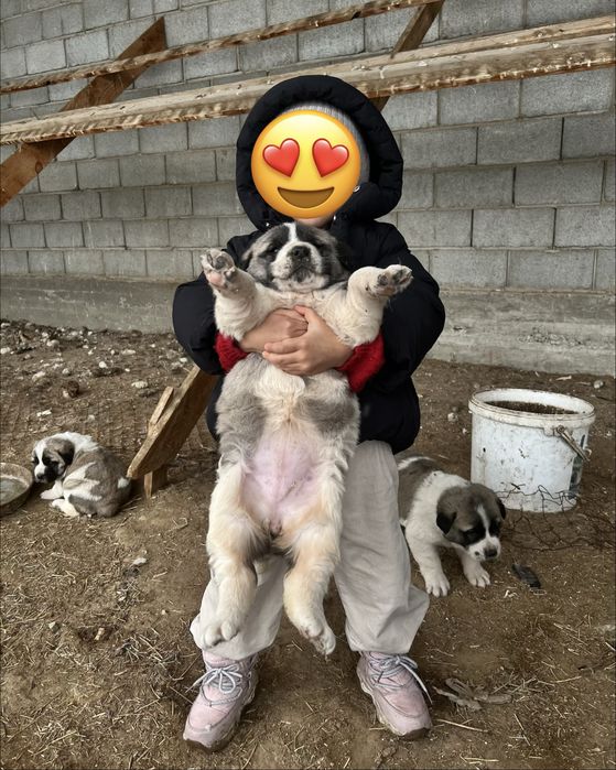 Продам щенков Алабай