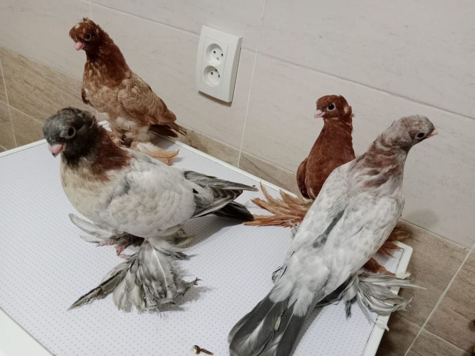 Продам  голубей