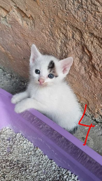 Donez 4 patru pui de pisica