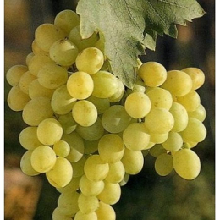 Vita De Vie Nobila Altoita