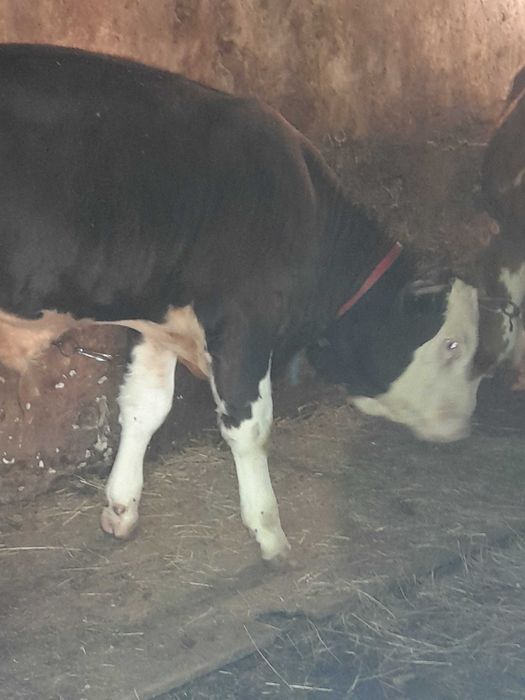 Vand 2 vitei de 5 luni mai multe detalii la telefon 0742694136