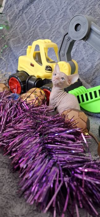 Котята лысики донского сфинкса