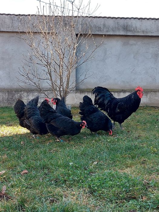 Oua australorp negru și albastru