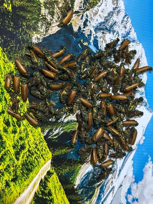 Алтын коныз Майский жук