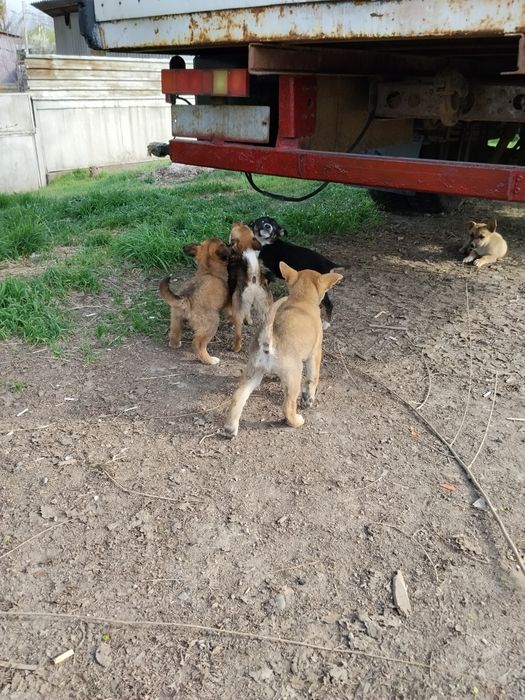 Бесплатно отдам щенят