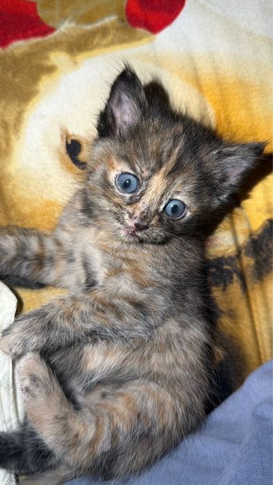 Отдам котят котята ищут дом