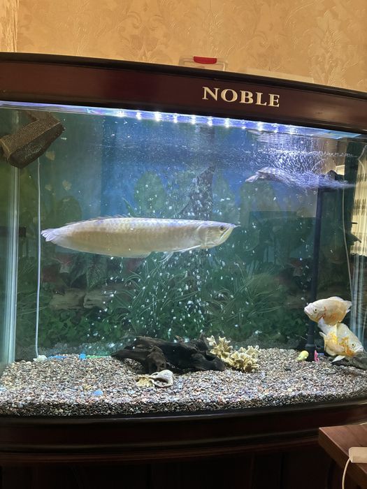 Аквариумные рыбы