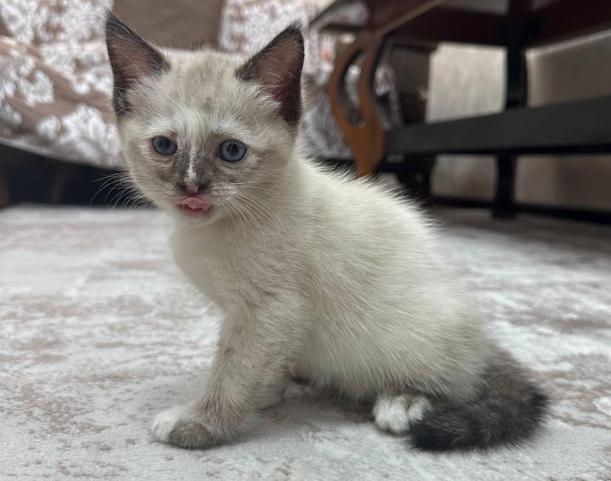 Кошечка маленькая