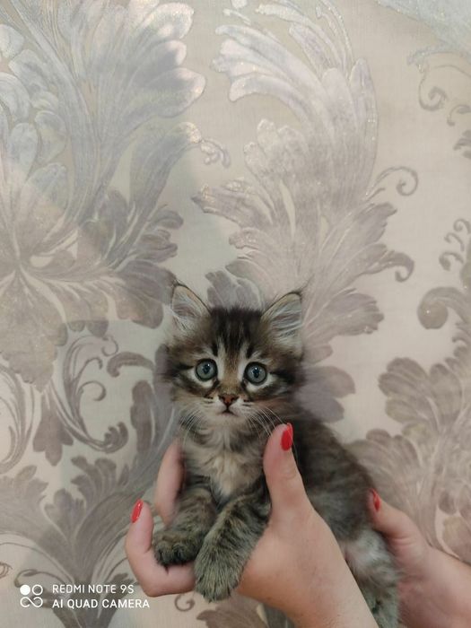 Мартин ищет добрые ручки. Мальчик 2 месяца. Юнусабад