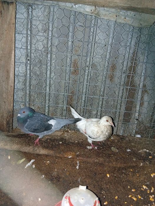 Vând păsări de casa