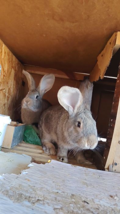 Великан куён болалари