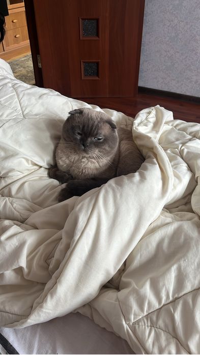 Кот ищет кошку, вязка