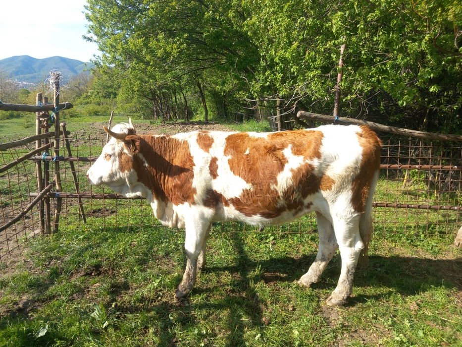 Văcuțe juninci de vânzare