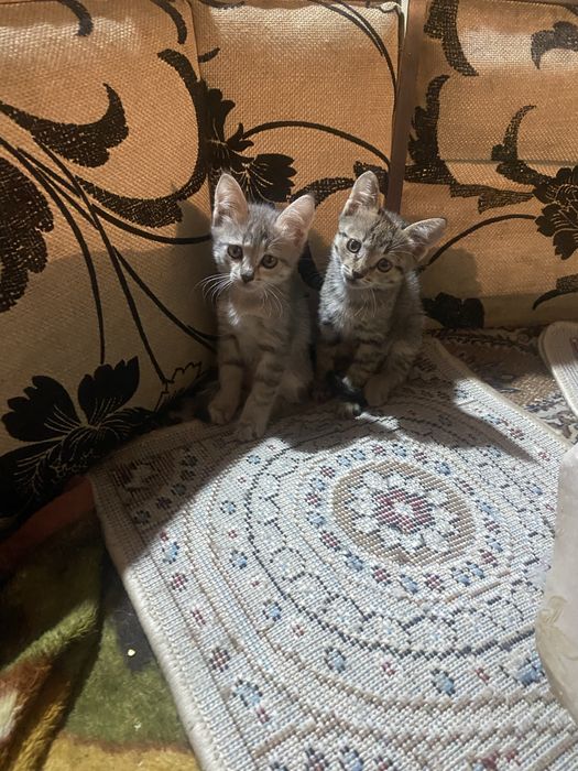 Отдам котят в добрые руки