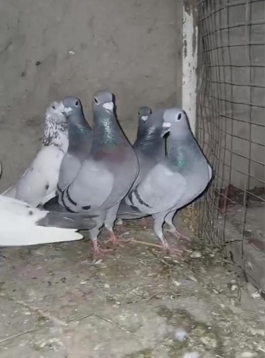 Продам голубей порода чехии