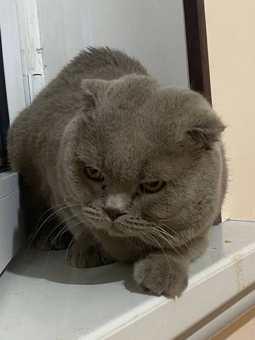 Vyaskaga  kuyovlikka sotilmaydi  juda baqquvat parodasi tozza skottish