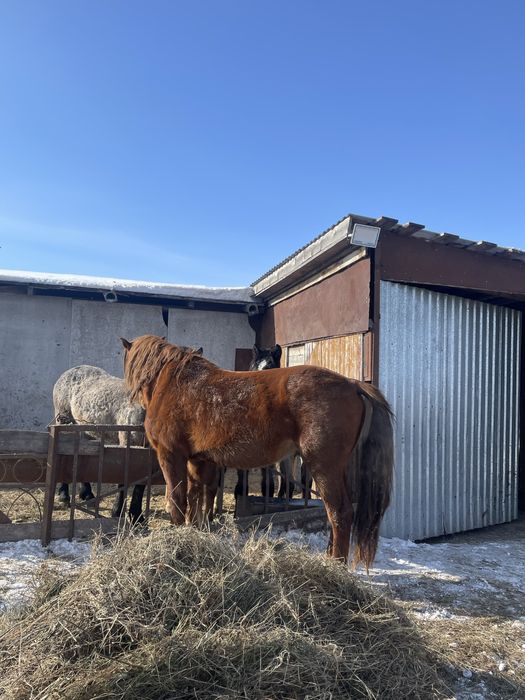 Продам жеребца на племя 8 лет