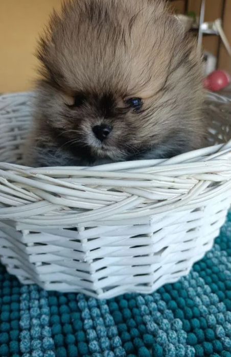 Щенки Померанский шпиц