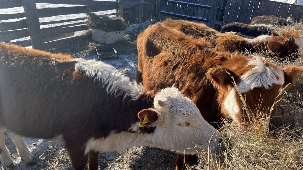 Продам годовалых КРС Телки.