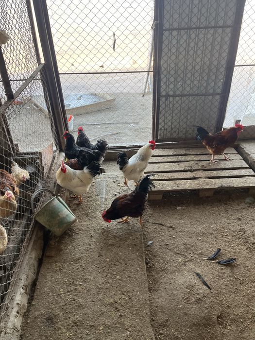 Джерсиский гигант