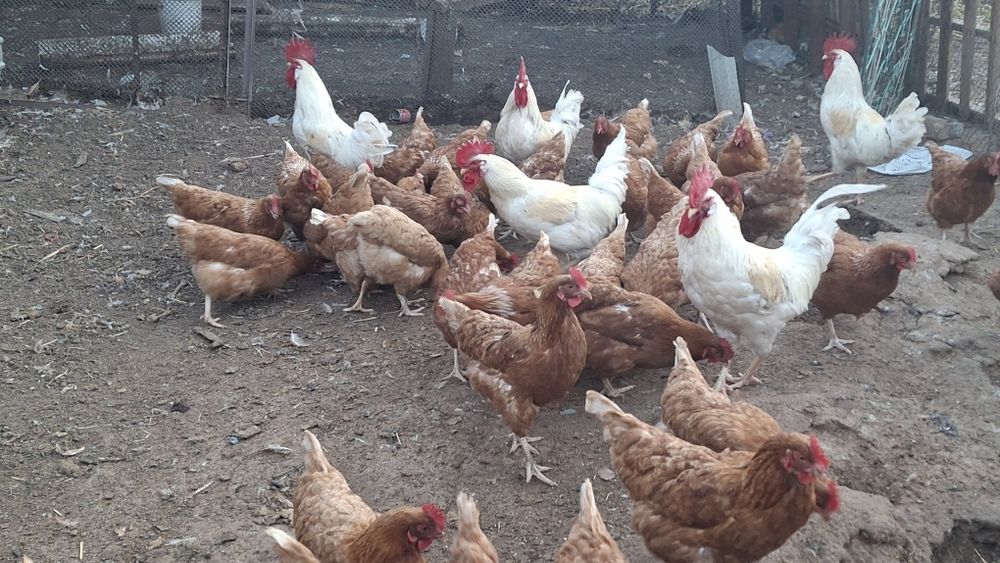 Инкубатсоний жубырқа