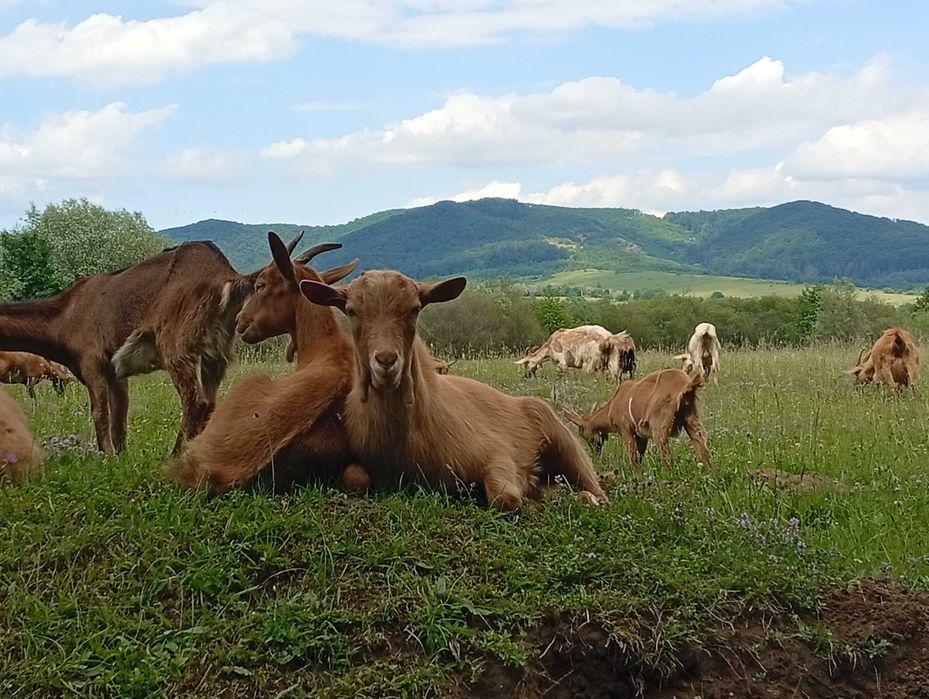 Iezi de vânzare